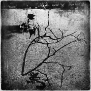 199~1.jpg 199~1.jpg