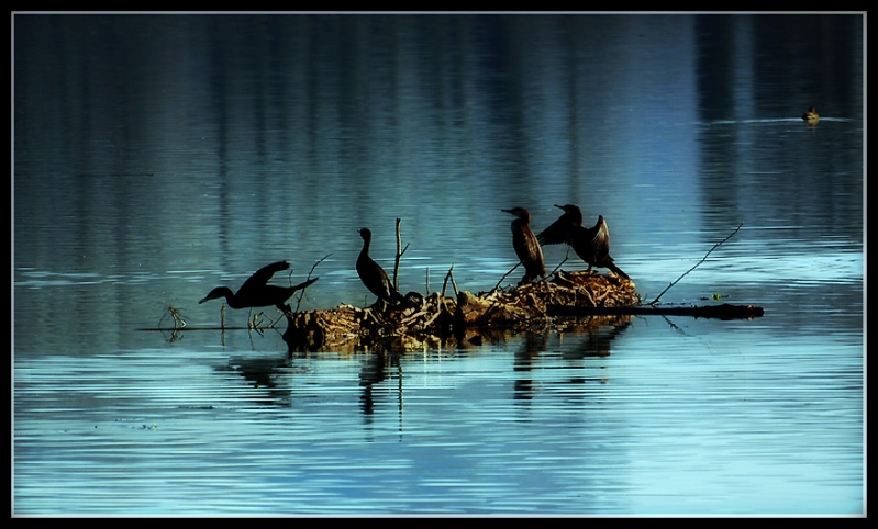 Clicca per l'immagine full size