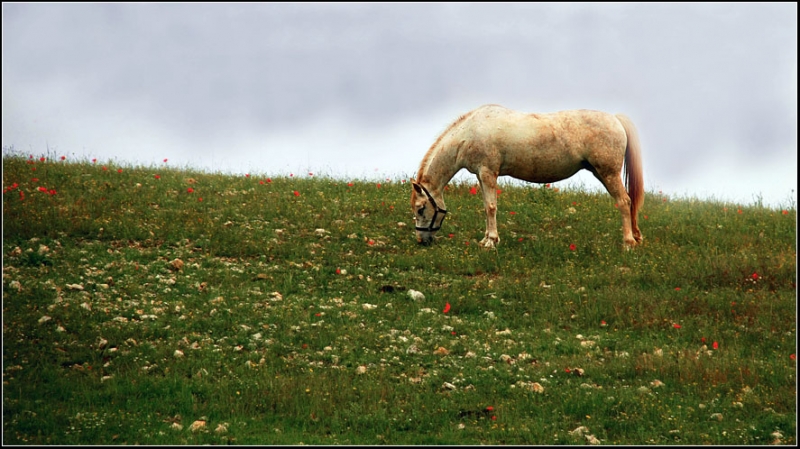 Clicca per l'immagine full size