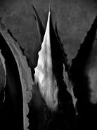 Nome File=agave.jpg
Dimensione File=88KB
Dimensioni=563x750
Data aggiunta=Giu 06, 2010 agave.jpg