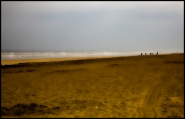 spiaggia-con-cavalli.jpg