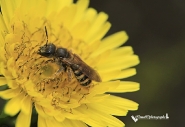 _MG_4382_crop_forum_a_micro.jpg _MG_4382_crop_forum_a_micro.jpg