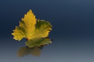 Nome File=REFLECTED-SOUL.jpg
Dimensione File=188KB
Dimensioni=900x599
Data aggiunta=Ago 28, 2010 REFLECTED-SOUL.jpg