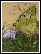 farfalla.jpg