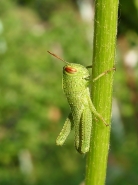 Nome File=grillo1mic.jpg
Dimensione File=105KB
Dimensioni=600x800
Data aggiunta=Set 19, 2010 grillo1mic.jpg