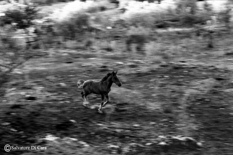 Clicca per l'immagine full size