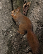 _12R1497_taglio.jpg