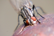la-mosca-ed-il-fico.jpg la-mosca-ed-il-fico.jpg