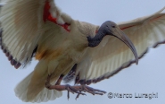 Nome File=planata_dell_ibis.jpg
Dimensione File=103KB
Dimensioni=1000x631
Data aggiunta=Ago 11, 2010 planata_dell_ibis.jpg