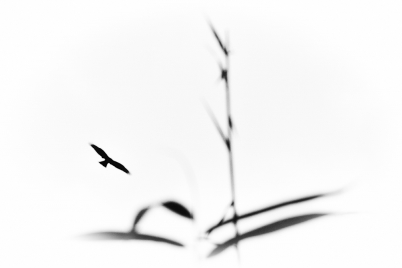 Clicca per l'immagine full size