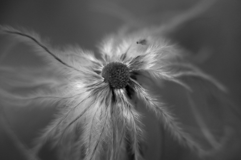 Clicca per l'immagine full size