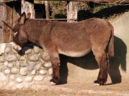 IL_Mulo.jpg IL_Mulo.jpg