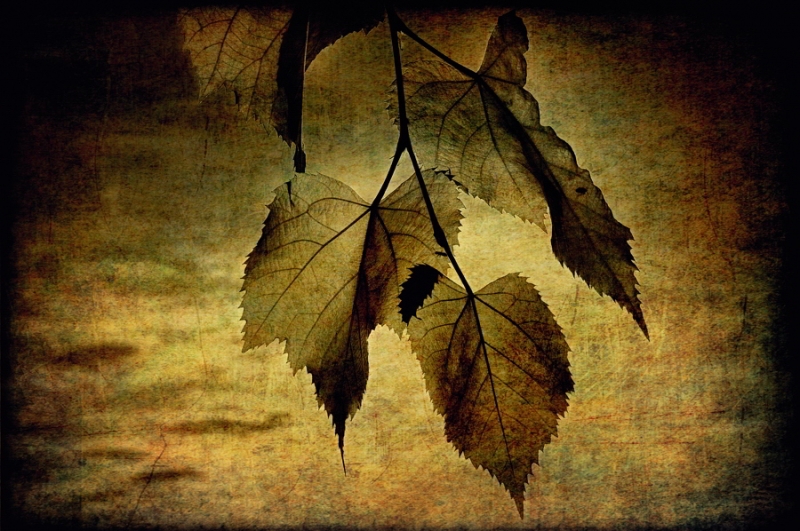 Clicca per l'immagine full size