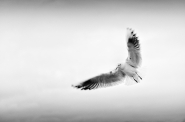 Filename=_SER1799_2_mm.jpg
Filesize=303KB
Dimensions=1024x678
Date added=Sep 02, 2021 _SER1799_2_mm.jpg