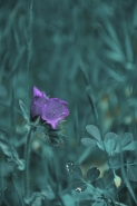 Filename=_SER2153_3_MM.jpg
Filesize=421KB
Dimensions=683x1024
Date added=Nov 02, 2021 _SER2153_3_MM.jpg