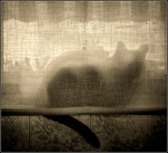 anche_i_gatti_sognano.jpg