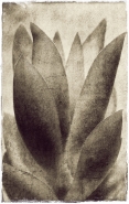 Nome File=eternal_flame.jpg
Dimensione File=386KB
Dimensioni=571x900
Data aggiunta=Ott 09, 2011 eternal_flame.jpg