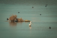 lagoon_life_2.jpg