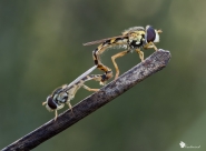 Nome File=syrphidae_sex.jpg
Dimensione File=137KB
Dimensioni=900x663
Data aggiunta=Nov 08, 2010 syrphidae_sex.jpg