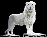 Nome File=Lion.jpg
Dimensione File=238KB
Dimensioni=800x640
Data aggiunta=Gen 05, 2012 Lion.jpg