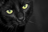 Nome File=PRINCE.jpg
Dimensione File=263KB
Dimensioni=900x599
Data aggiunta=Mag 06, 2012 PRINCE.jpg