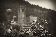Filename=Camelie_nel_borgo.jpg
Filesize=299KB
Dimensions=900x598
Date added=May 04, 2012 Camelie_nel_borgo.jpg
