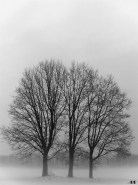 Nome File=Alberi.jpg
Dimensione File=320KB
Dimensioni=598x800
Data aggiunta=Mag 14, 2011 Alberi.jpg