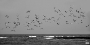 Nome File=Gabbiani.jpg
Dimensione File=120KB
Dimensioni=800x404
Data aggiunta=Gen 27, 2011 Gabbiani.jpg