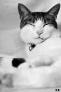 gatto.jpg gatto.jpg