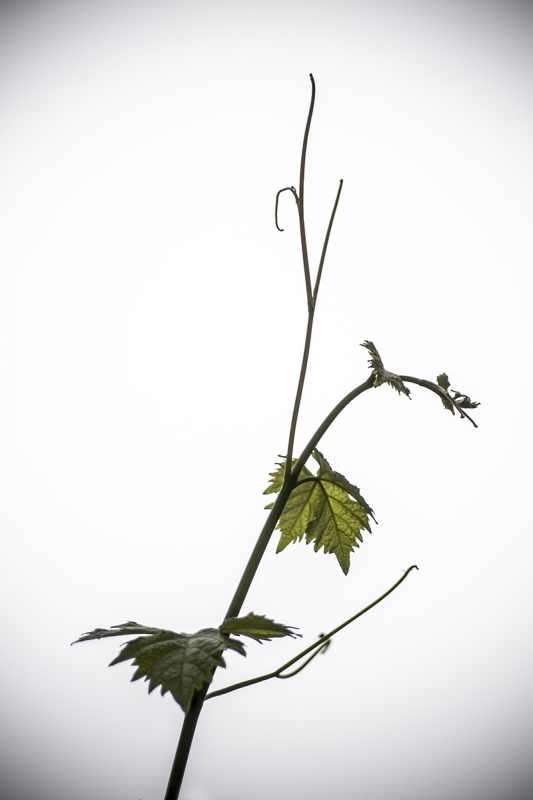Clicca per l'immagine full size