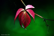 2012_10_27_l_autunno_1.jpg