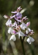 Nome File=2013_04_28_orchidea_a_mm_lfo_p4u.jpg
Dimensione File=271KB
Dimensioni=718x1024
Data aggiunta=Apr 29, 2013 2013_04_28_orchidea_a_mm_lfo_p4u.jpg