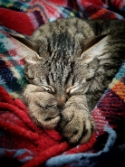 Nome File=LULLABY_FF.jpg
Dimensione File=452KB
Dimensioni=768x1024
Data aggiunta=Mar 30, 2023 LULLABY_FF.jpg