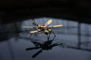 Nome File=ff_2023_10_21_IRON_DRAGONFLY_DSC07662.jpg
Dimensione File=496KB
Dimensioni=1200x800
Data aggiunta=Ott 24, 2023 ff_2023_10_21_IRON_DRAGONFLY_DSC07662.jpg