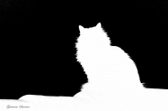 Nome File=miaoooo.jpg
Dimensione File=163KB
Dimensioni=1200x800
Data aggiunta=Feb 16, 2014 miaoooo.jpg