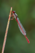 Nome File=ceriagrion.jpg
Dimensione File=219KB
Dimensioni=532x800
Data aggiunta=Mag 17, 2011 ceriagrion.jpg