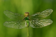 Nome File=libellula-timida.jpg
Dimensione File=329KB
Dimensioni=1000x667
Data aggiunta=Giu 03, 2011 libellula-timida.jpg