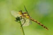 Nome File=libellula_.jpg
Dimensione File=267KB
Dimensioni=1024x683
Data aggiunta=Giu 01, 2011 libellula_.jpg
