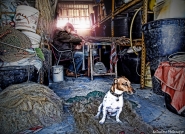 pescatore_cane_s.jpg
