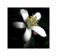 Nome File=lemon.jpg
Dimensione File=75KB
Dimensioni=1000x989
Data aggiunta=Mag 17, 2011 lemon.jpg