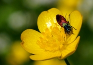 Nome File=colori_della_natura.jpg
Dimensione File=268KB
Dimensioni=1024x716
Data aggiunta=Apr 27, 2011 colori_della_natura.jpg