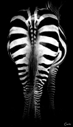 Nome File=Simmetre-naturali.jpg
Dimensione File=182KB
Dimensioni=554x950
Data aggiunta=Giu 26, 2011 Simmetre-naturali.jpg