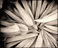 Nome File=Sun-Flower.jpg
Dimensione File=399KB
Dimensioni=816x678
Data aggiunta=Mag 20, 2011 Sun-Flower.jpg