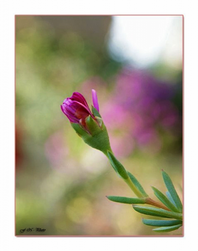 Clicca per l'immagine full size
