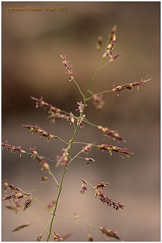 Clicca per l'immagine full size
