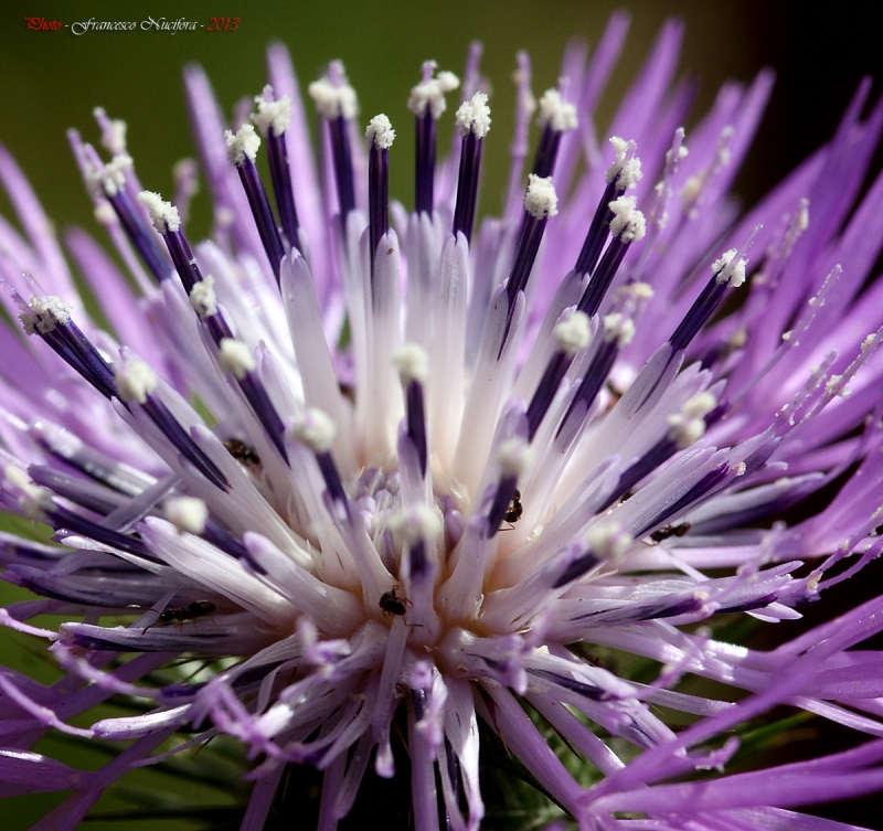 Clicca per l'immagine full size