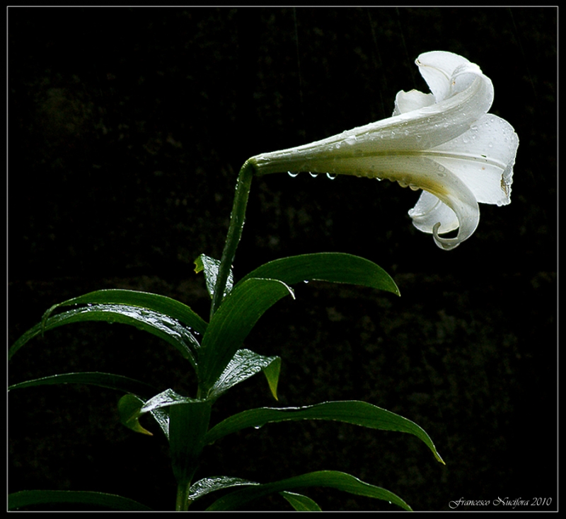Clicca per l'immagine full size
