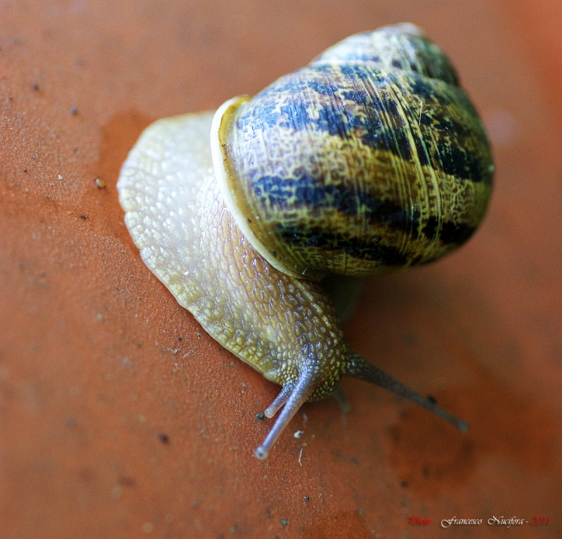 Clicca per l'immagine full size