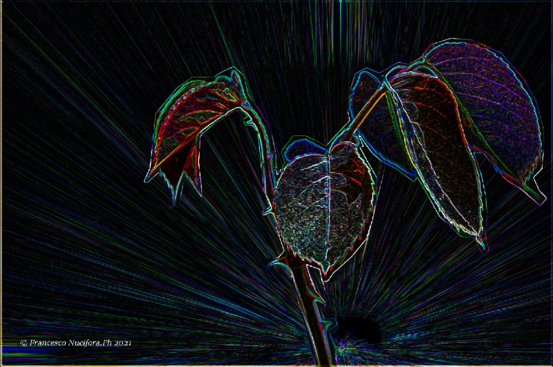 Clicca per l'immagine full size