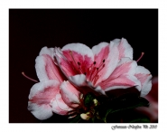 Nome File=Azalea~0.jpg
Dimensione File=517KB
Dimensioni=950x750
Data aggiunta=Mag 09, 2014 Azalea~0.jpg